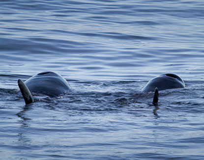 Sea Kayaking Tours - Killer Whales(Orca)