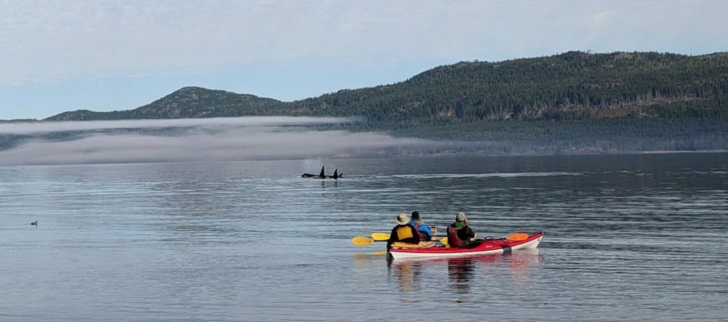 Grey Wolf Expeditions Kayak Orca Camp Vancouver Island (4)