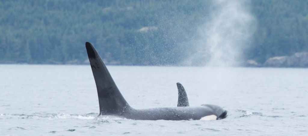 Orca Camp Tour Vancouver Island - Kayaking Vancouver Island