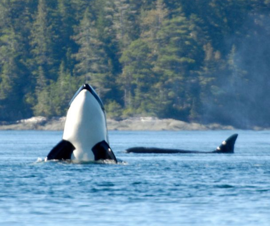 Orca Camp (Grey Wolf) Vancouver Island - A land based whale watching paradise