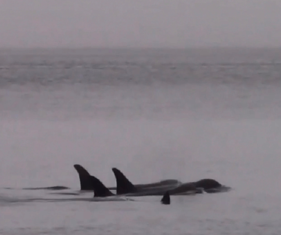 Orcas in the fog at Orca Camp (Grey Wolf): Your premier Vancouver Island whale watching retreat