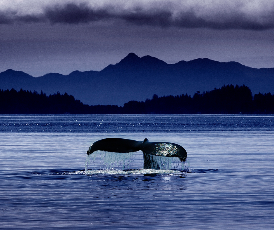Humpback whale at Orca Camp (Grey Wolf) Vancouver Island - A land based whale watching paradise