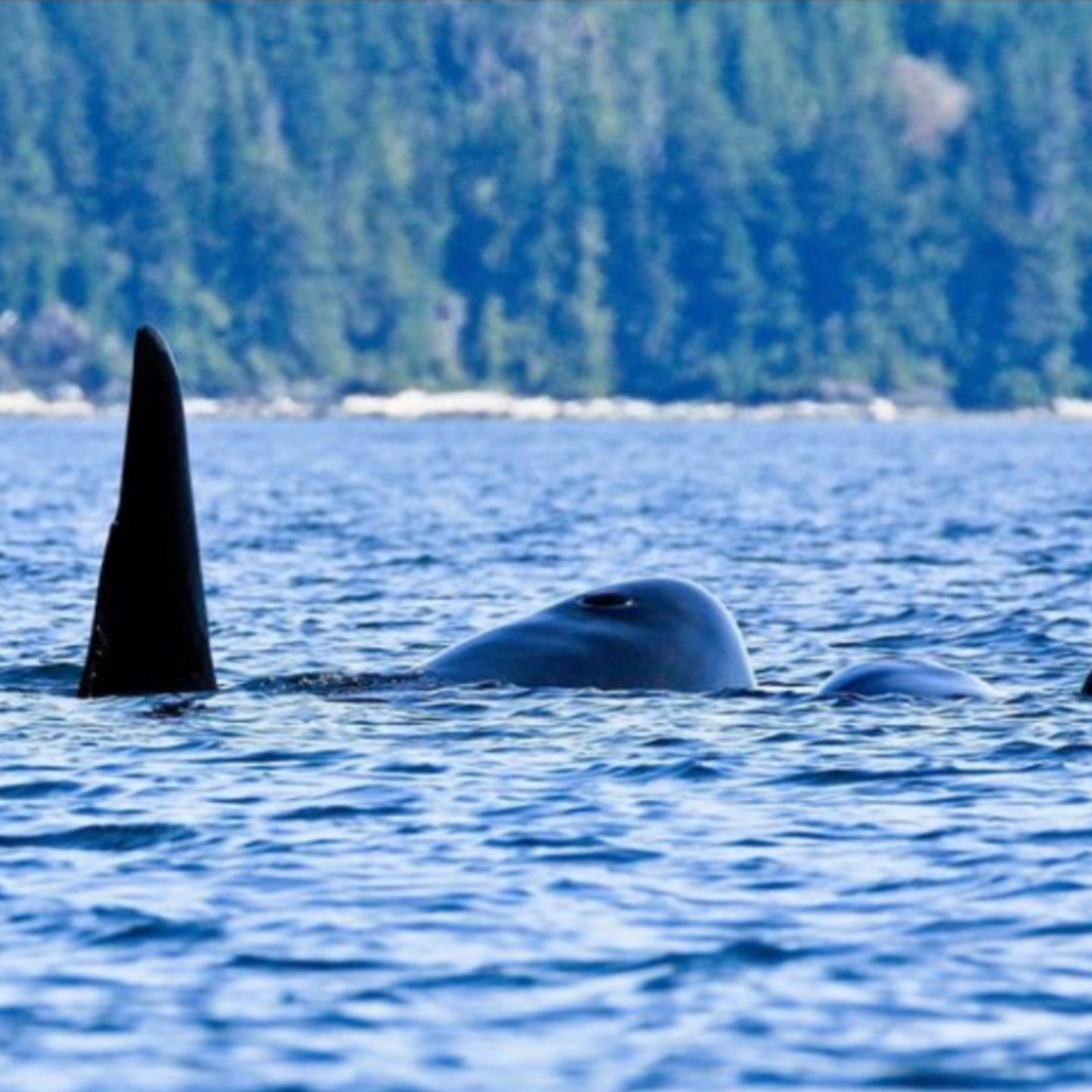Orca Camp Vancouver Island Whale Watching (4)