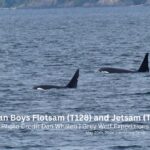 Alaskan Boys Flotsam (T128) and Jetsam (T125A) (3)