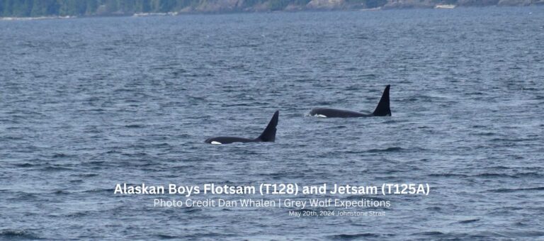 Alaskan Boys Flotsam (T128) and Jetsam (T125A) (3)