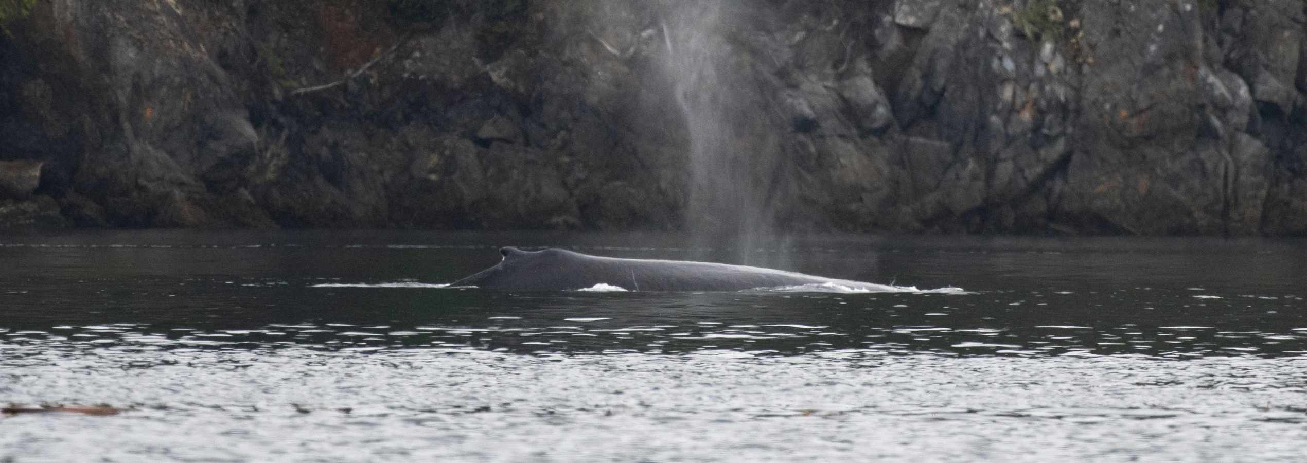 Grey Wolf Expeditions Kayak Orca Tours 1