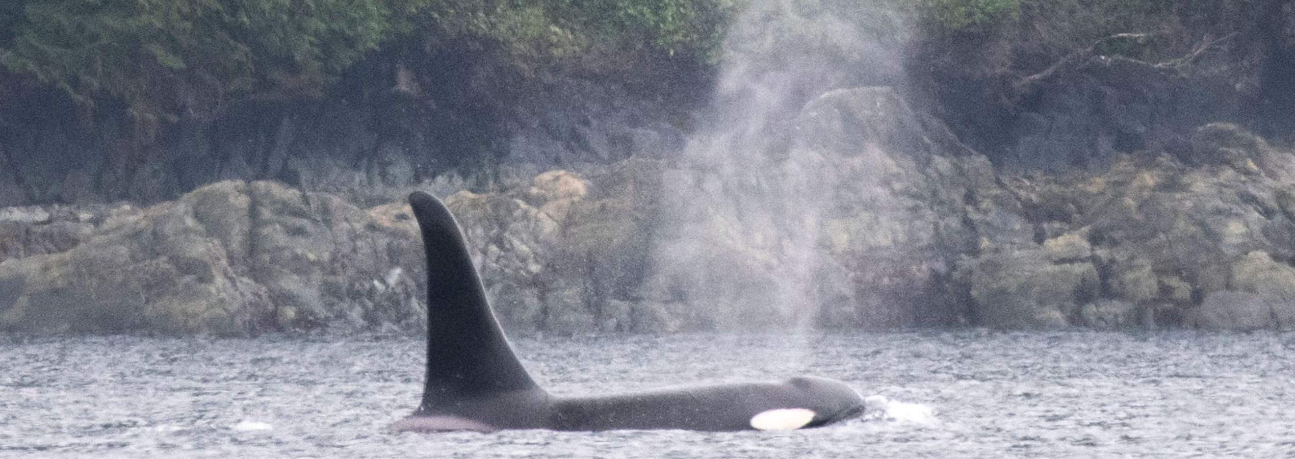 Kayak Orca Camp Vancouver Island 3