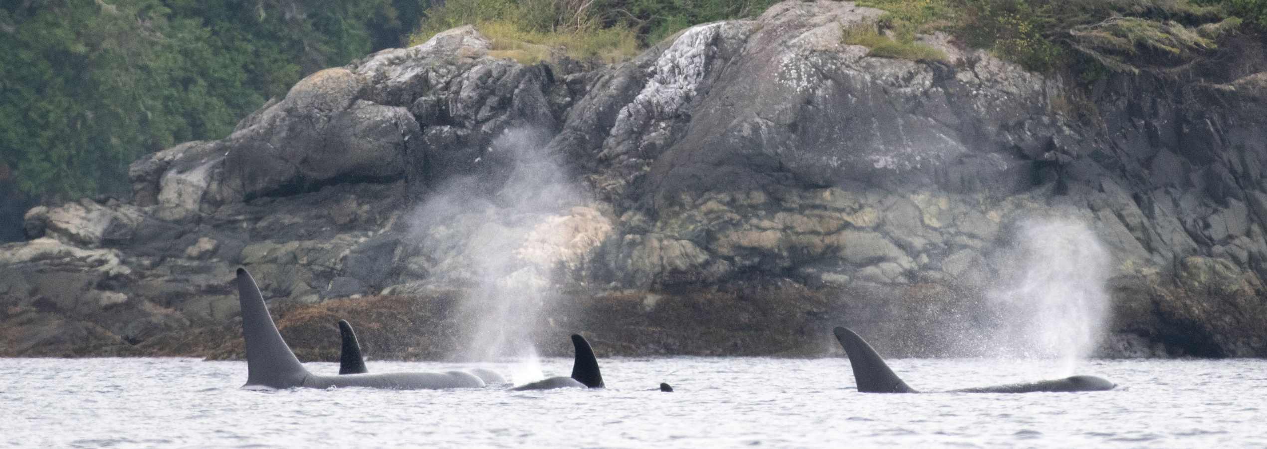 Northern Resident Killer Whales 3