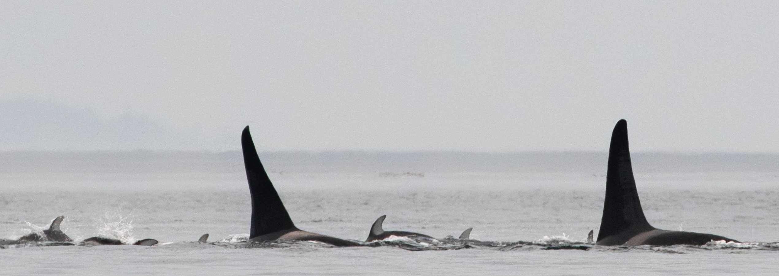 Northern Resident Killer Whales