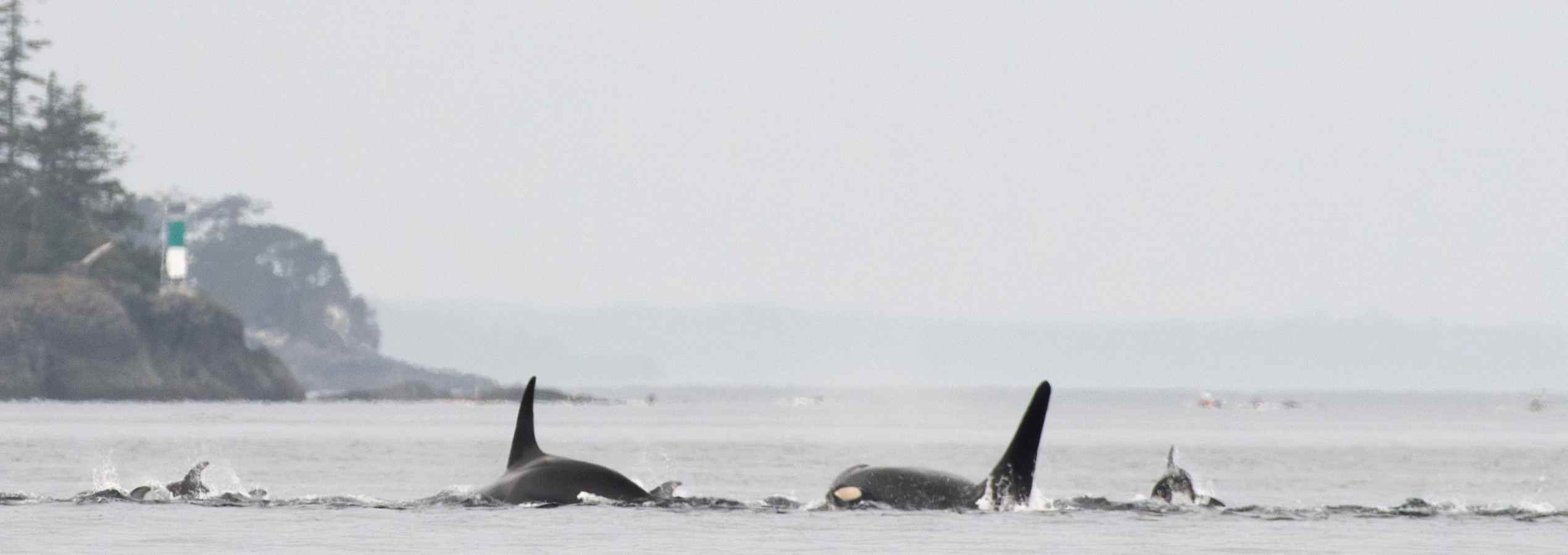 Orca Camp Kayak Vancouver Island