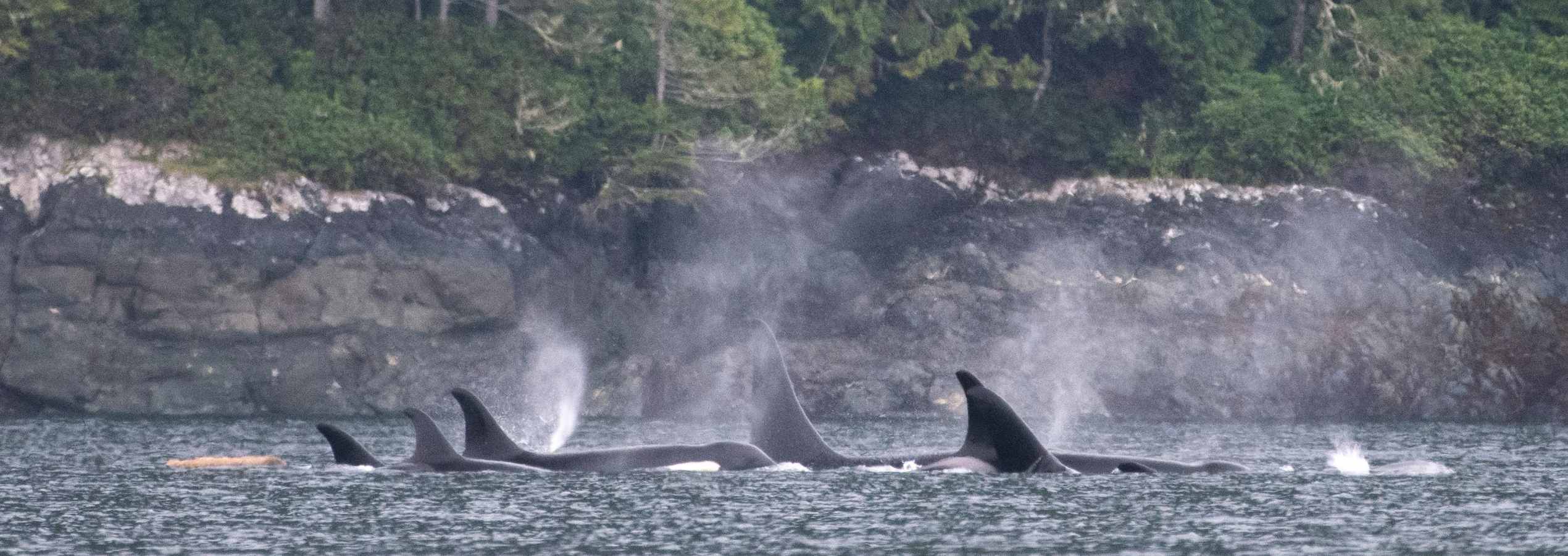 Orca Killerwhale Vancouver Island 2