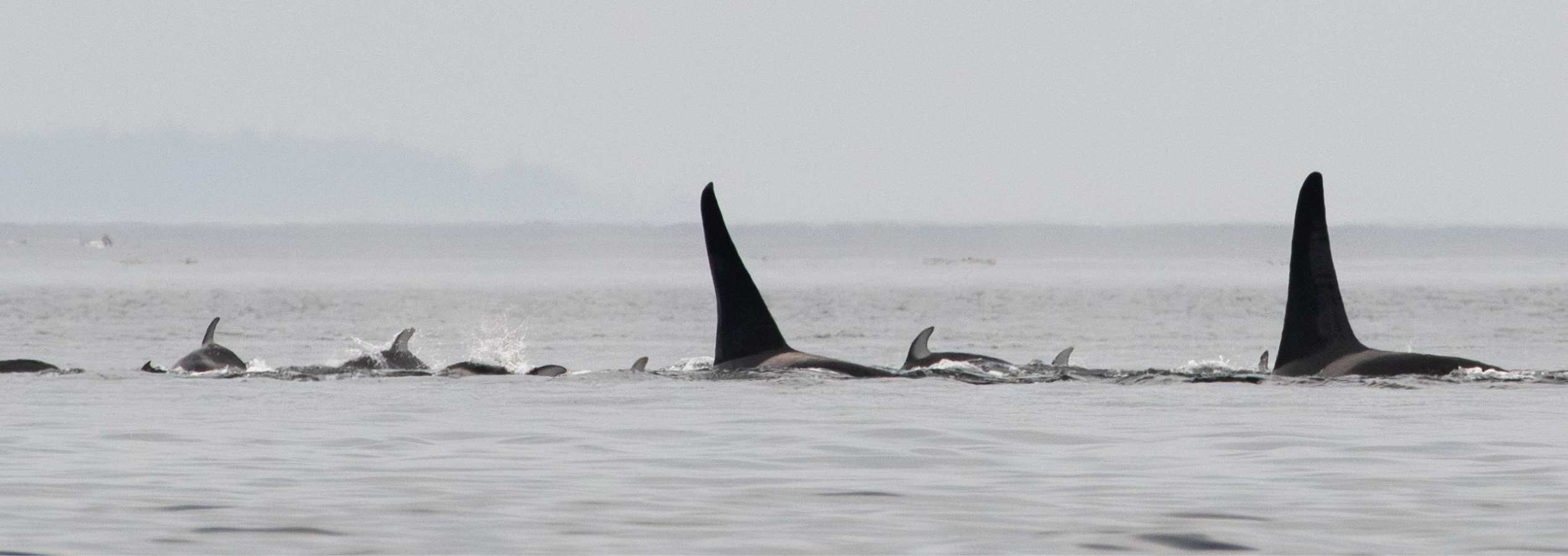 Sea Kayaking Vancouver Island 5