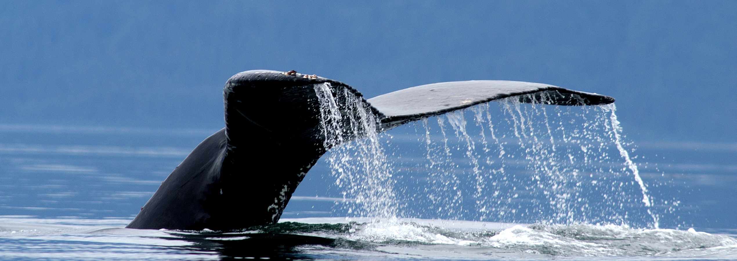 Whale watching tour Vancouver Island