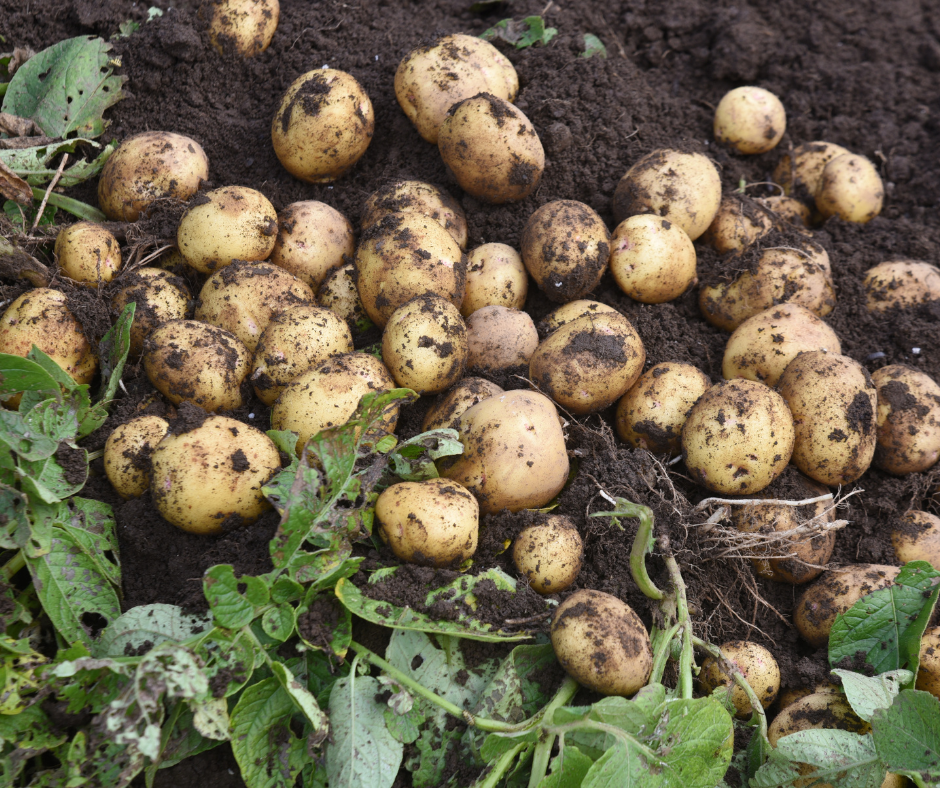 Farm to table Grey Wolf Expeditions Black Creek Vancouver Island 10