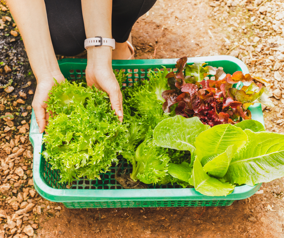 Farm to table Grey Wolf Expeditions Black Creek Vancouver Island 11