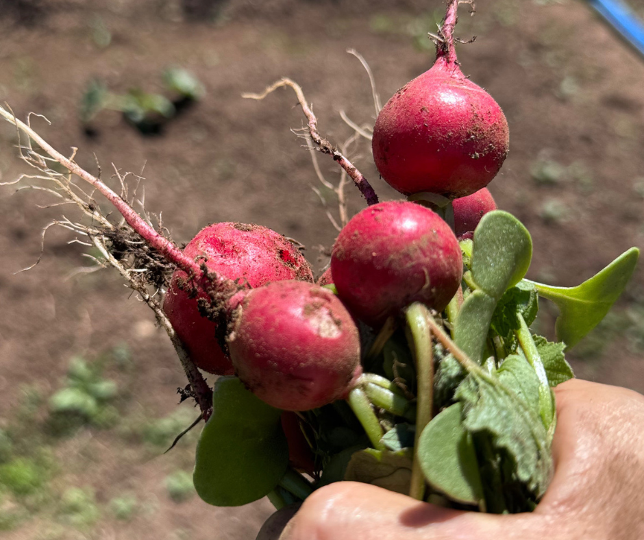 Farm to table Grey Wolf Expeditions Black Creek Vancouver Island 8
