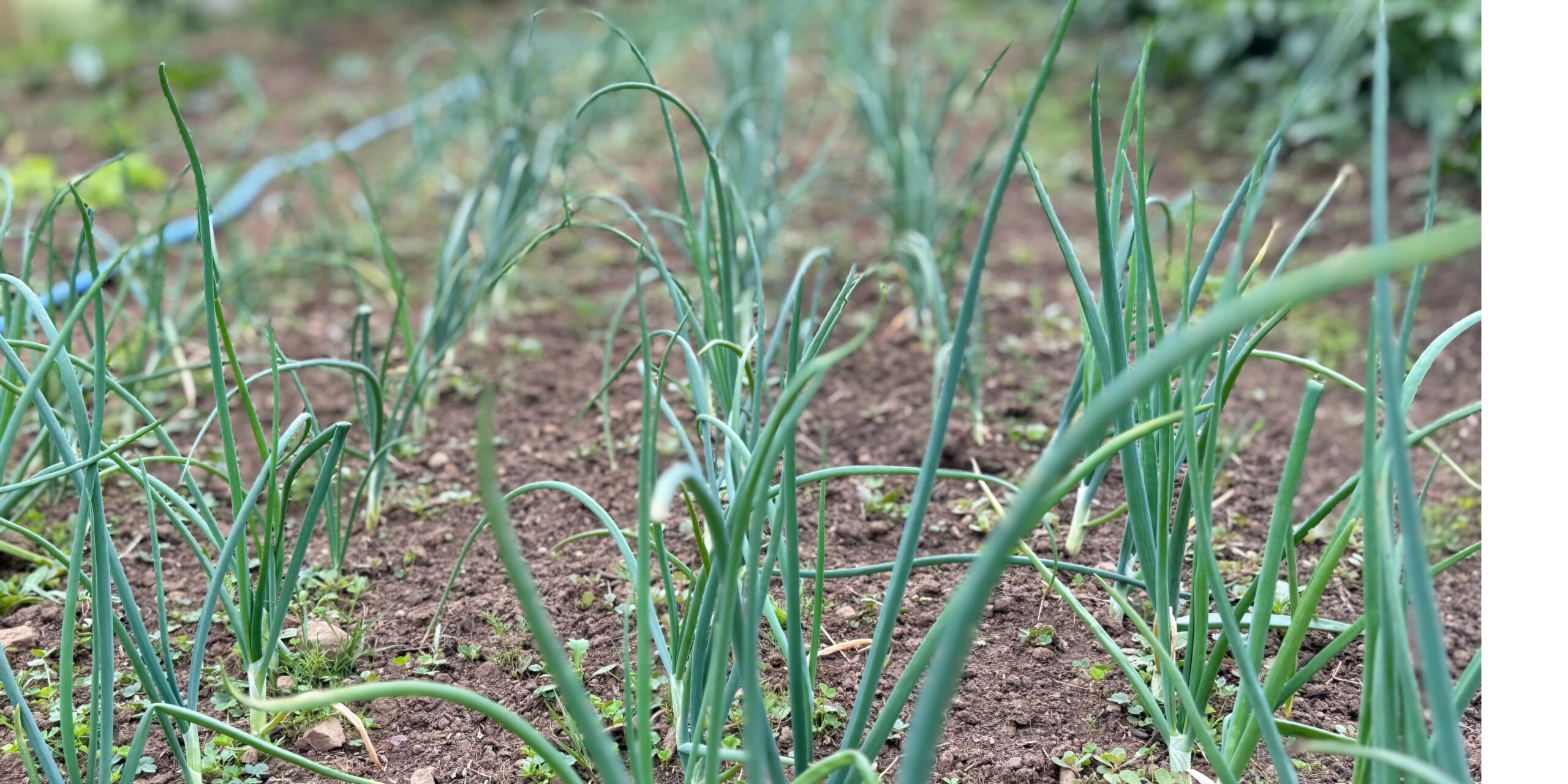Farm to table kayak tours 3