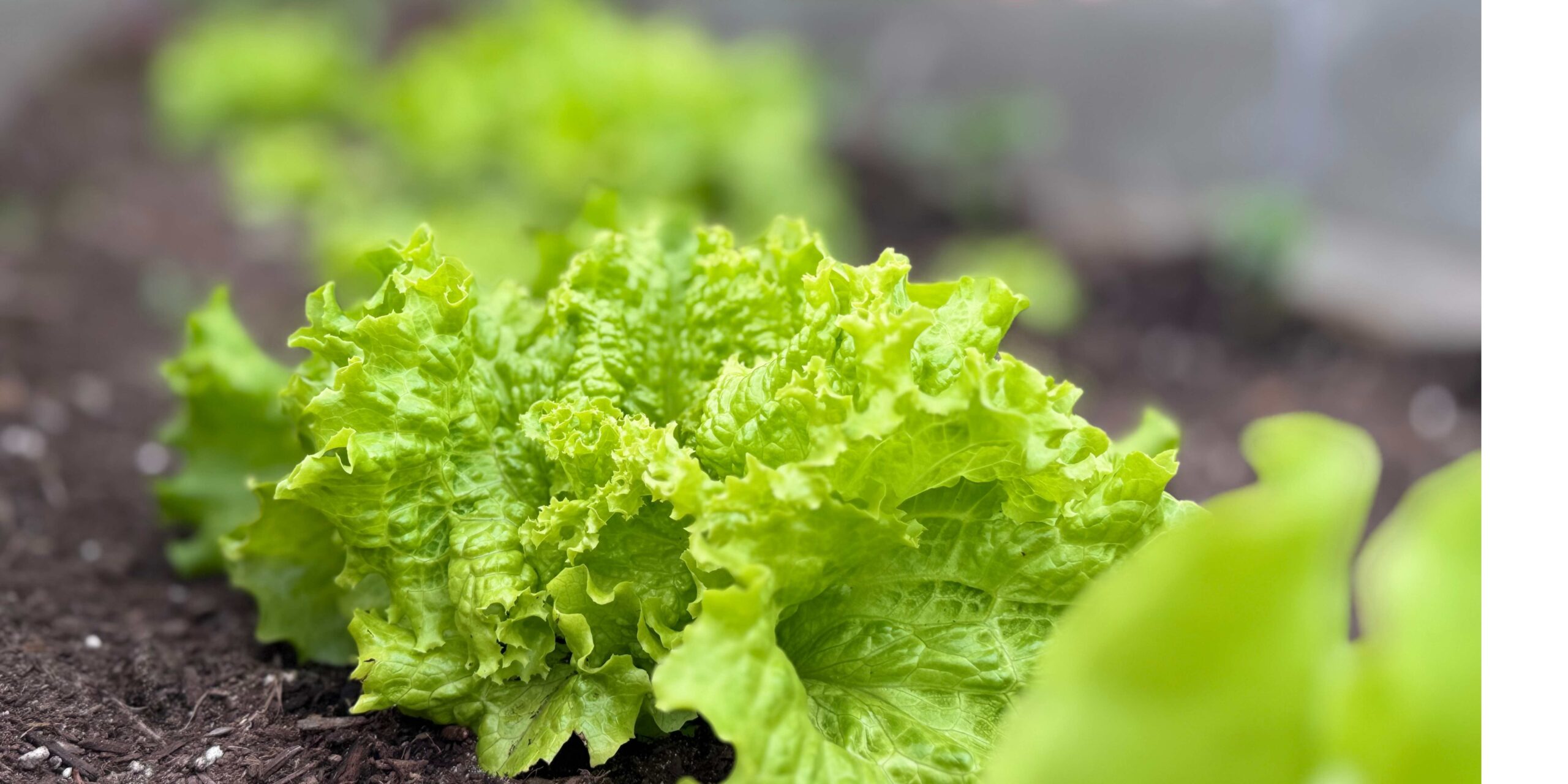 Farm to table kayak tours 4